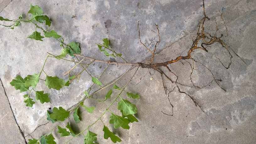 cây cà gai chữa men gan, gan nhiễm mỡ