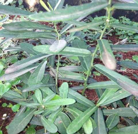 cây xáo tam phân chữa ung thư