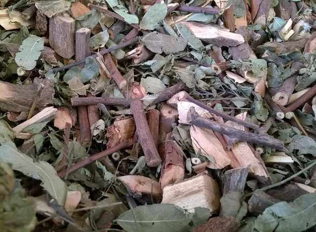 CÂY MỰC, ĐỊA CHỈ BÁN CÂY MỰC CHỮA THẬN HƯ