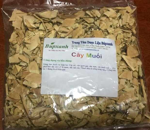 CÂY MUỐI, ĐỊA CHỈ BÁN CÂY MUỐI CHỮA THẬN HƯ