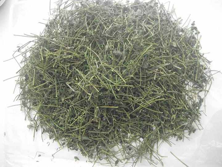 Giảo cổ lam sây khô
