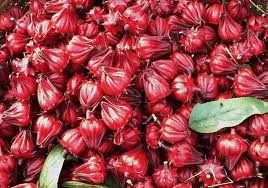 trà hồng đài
