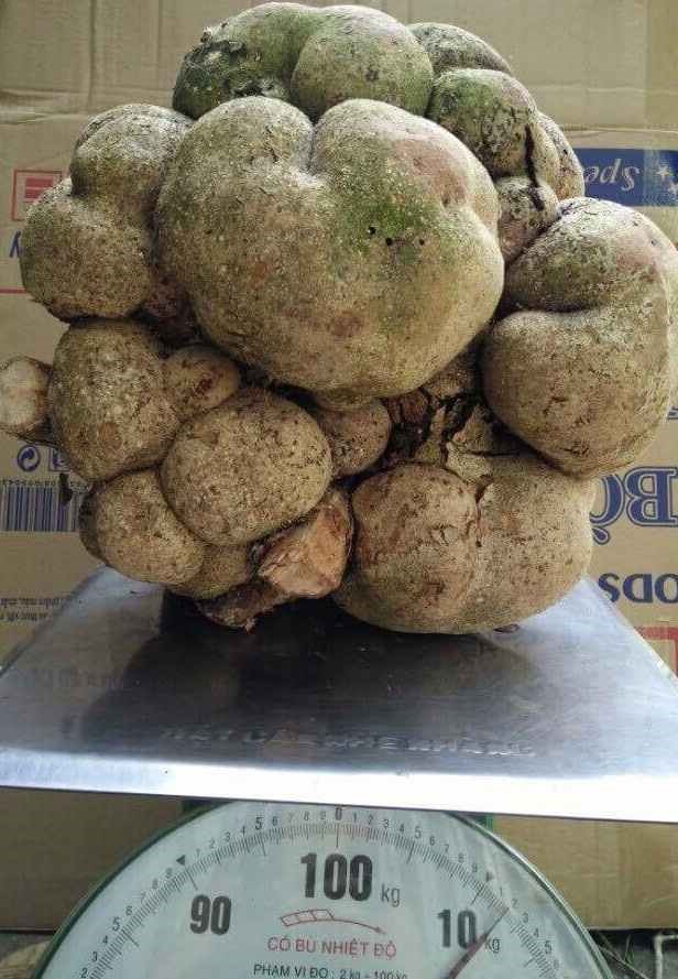 Quả nấm phục linh thiên