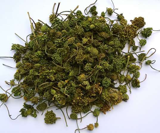 Nụ tam thất bao tử khô