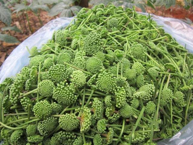 Nụ tam thất bao tử tươi