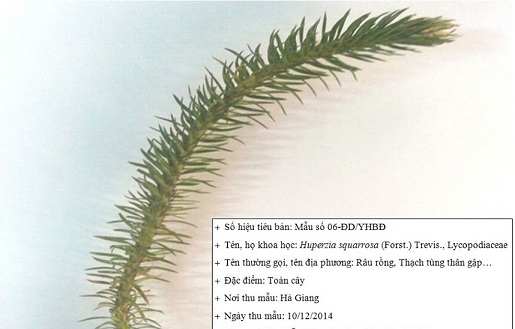 cây thông đất khô