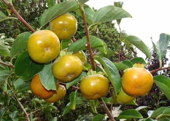 lá cây hồng rừng