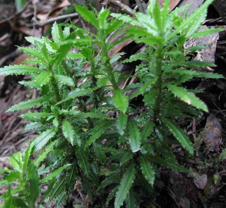 cây thông đất chữa teo não