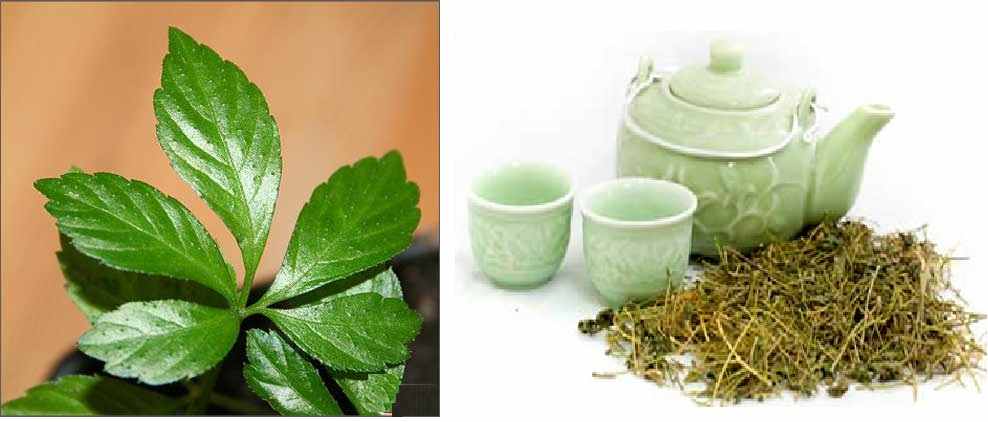 Giảo cổ lam 5 lá được bán tại cửa hàng Búpxanh