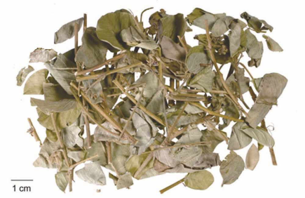 trà kim tiền thảo