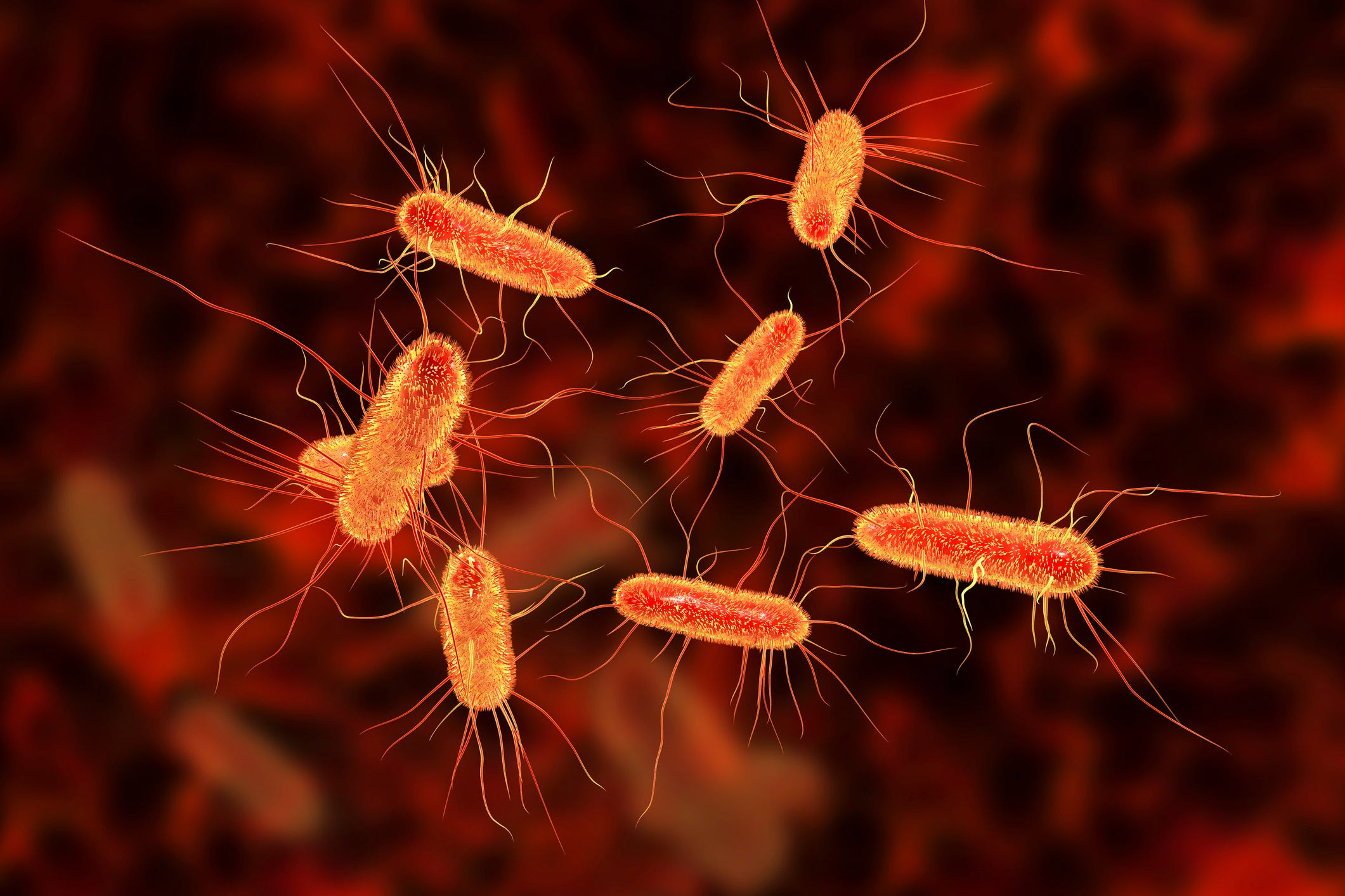 Nghiên cứu khoa học về hiệu quả ozone trên E.coli