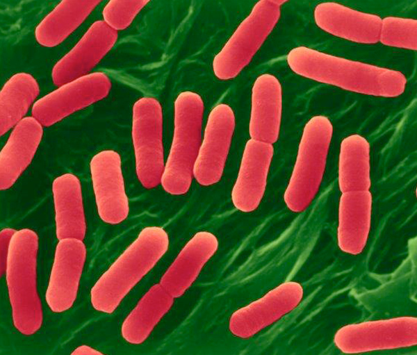 EPA xác nhận Ozone diệt E.coli trong nước
