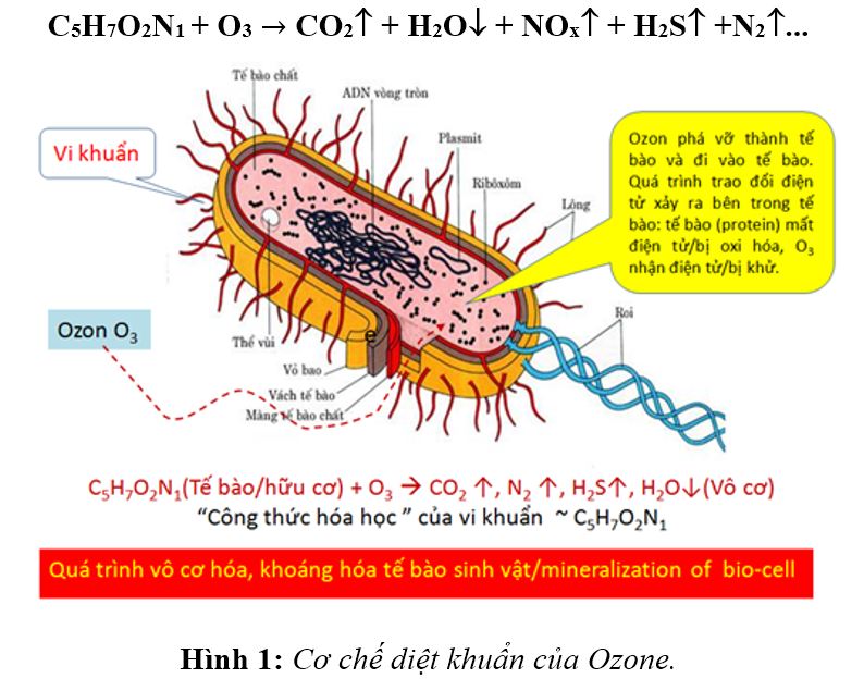 OZONE - CHẤT DIỆT KHUẨN MẠNH