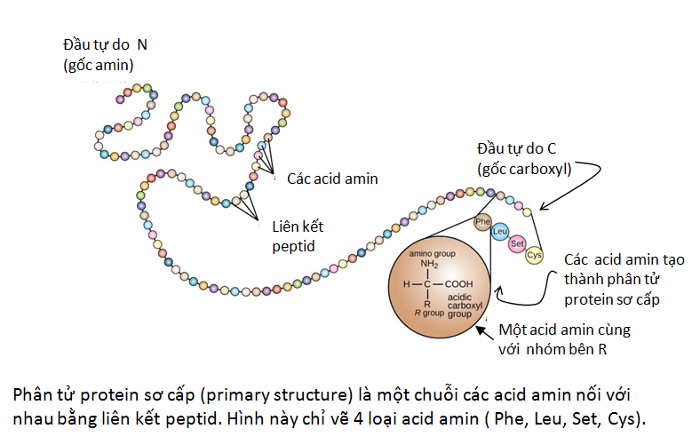 Cấu trúc protein sơ cấp