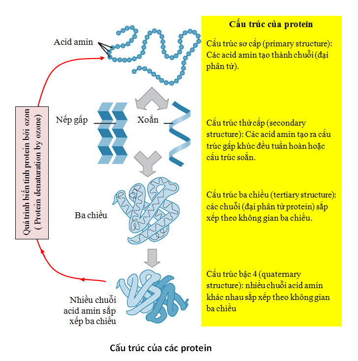 Cấu trúc protein các cấp độ