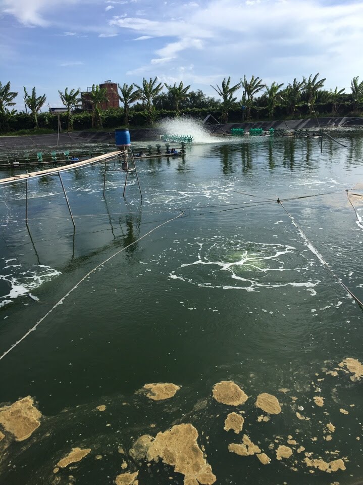 Xử lý nước đầm nuôi tôm bằng ozone