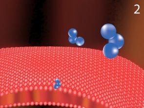 Ozone tác động lên vi khuẩn