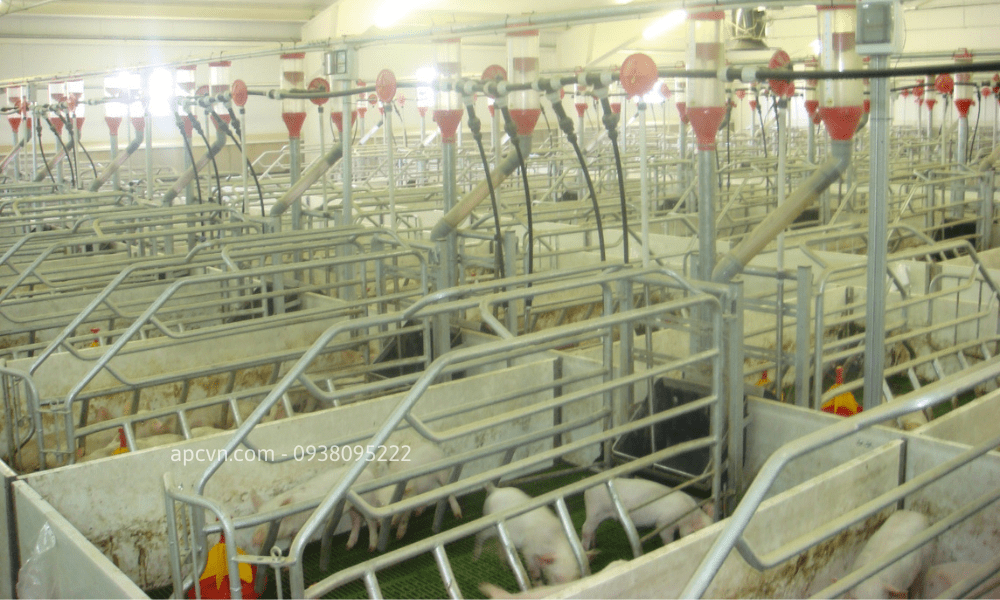 HỆ THỐNG ĂN TỰ ĐỘNG CHO LỢN CỦA ROTECNA HỆ THỐNG ĂN TỰ ĐỘNG CHO LỢN CỦA ROTECNA
