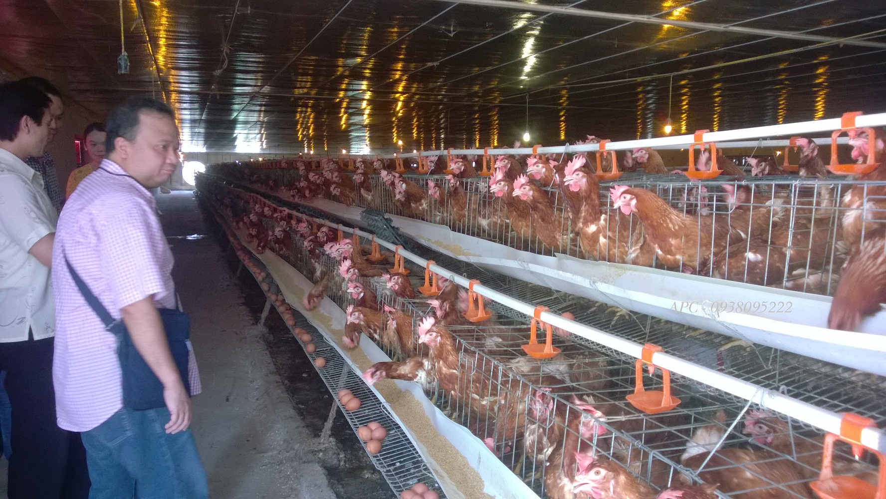 GÀ GIỐNG TRỨNG DOMINANT - SÉC GÀ GIỐNG TRỨNG DOMINANT - SÉC