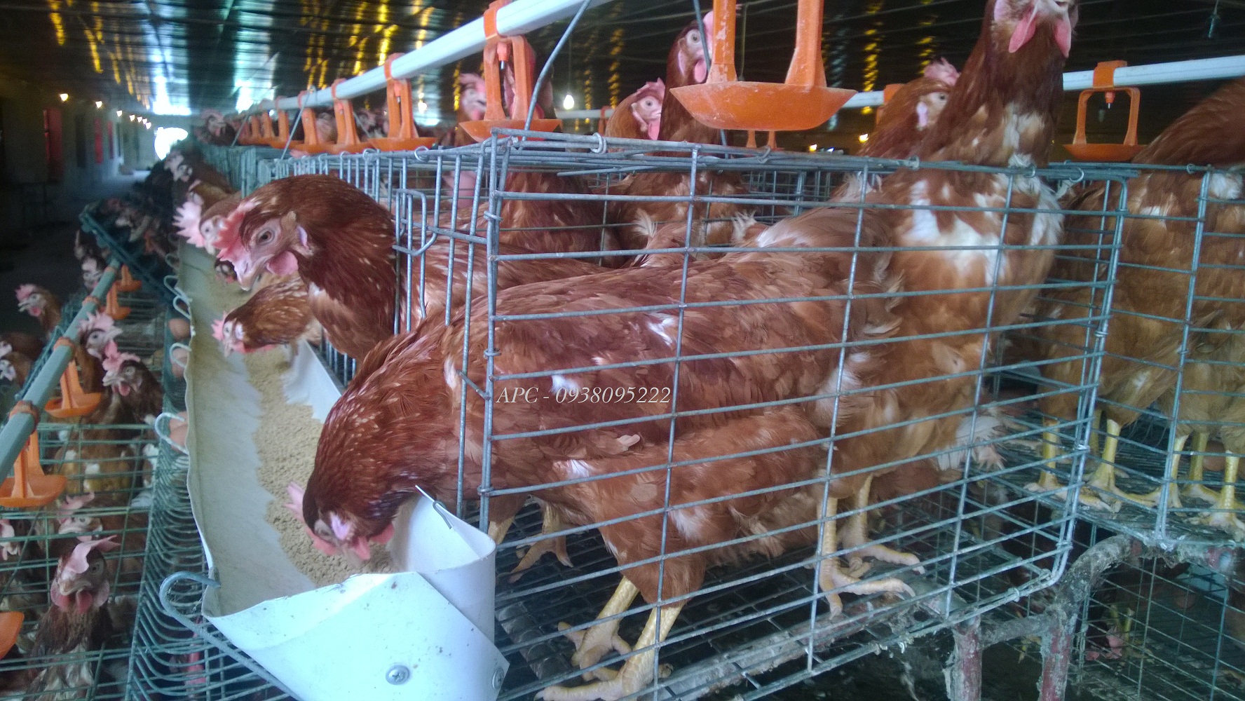 GÀ GIỐNG TRỨNG DOMINANT - SÉC GÀ GIỐNG TRỨNG DOMINANT - SÉC