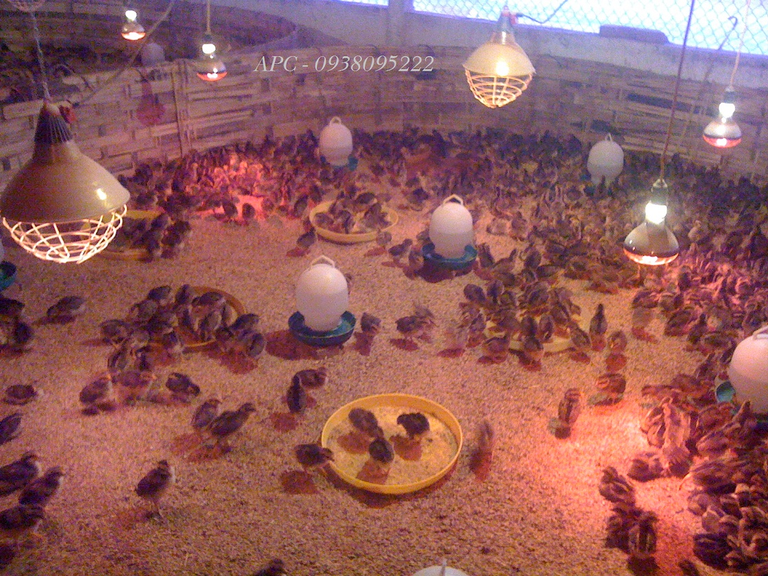 GÀ GIỐNG TRỨNG DOMINANT - SÉC GÀ GIỐNG TRỨNG DOMINANT - SÉC