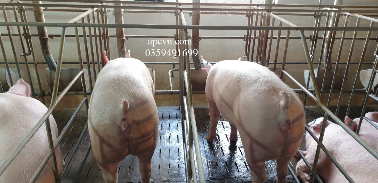 An toàn sinh học trong chăn nuôi heo An toàn sinh học trong chăn nuôi heo