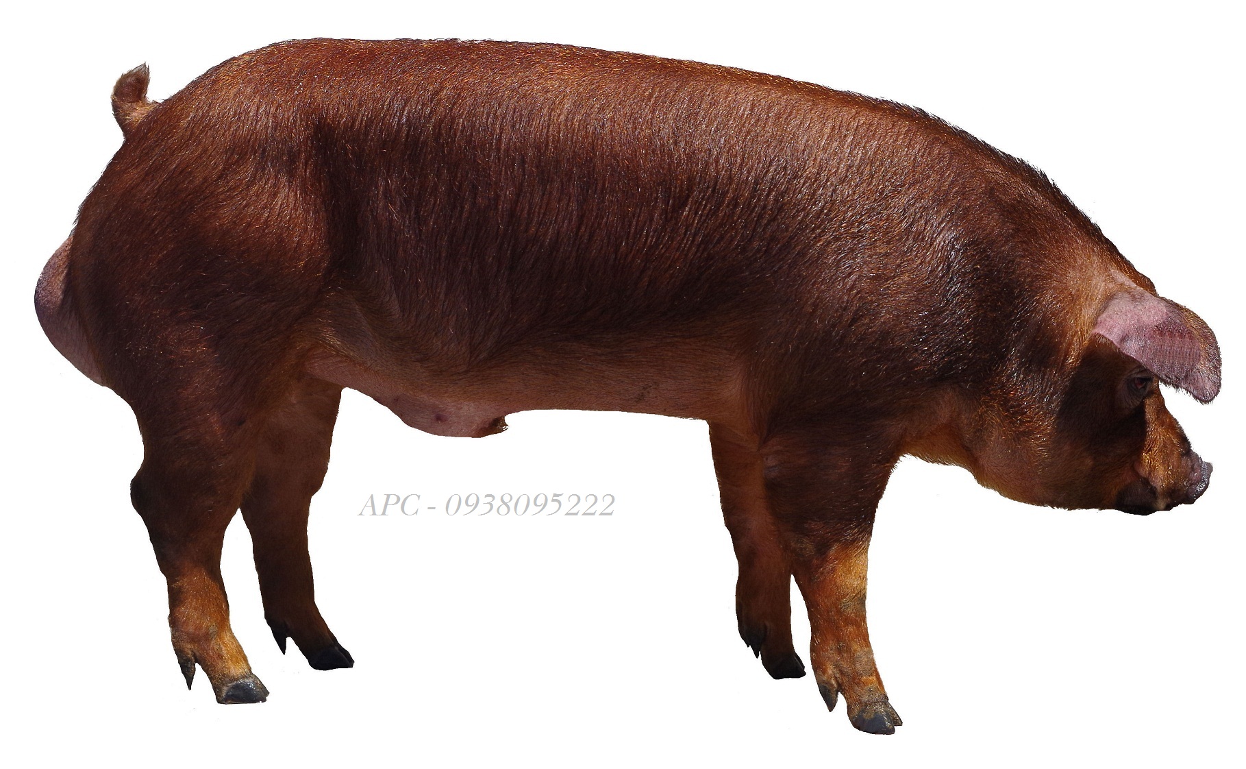 LỢN GIỐNG SIÊU SINH SẢN AXIOM - PHÁP LỢN GIỐNG SIÊU SINH SẢN AXIOM - PHÁP