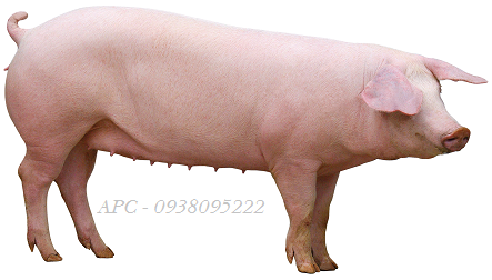 LỢN GIỐNG SIÊU SINH SẢN AXIOM - PHÁP LỢN GIỐNG SIÊU SINH SẢN AXIOM - PHÁP