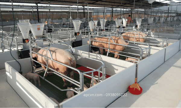 HỆ THỐNG ĂN TỰ ĐỘNG CHO LỢN CỦA ROTECNA HỆ THỐNG ĂN TỰ ĐỘNG CHO LỢN CỦA ROTECNA