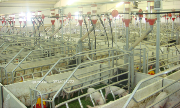 HỆ THỐNG ĂN TỰ ĐỘNG CHO LỢN CỦA ROTECNA HỆ THỐNG ĂN TỰ ĐỘNG CHO LỢN CỦA ROTECNA