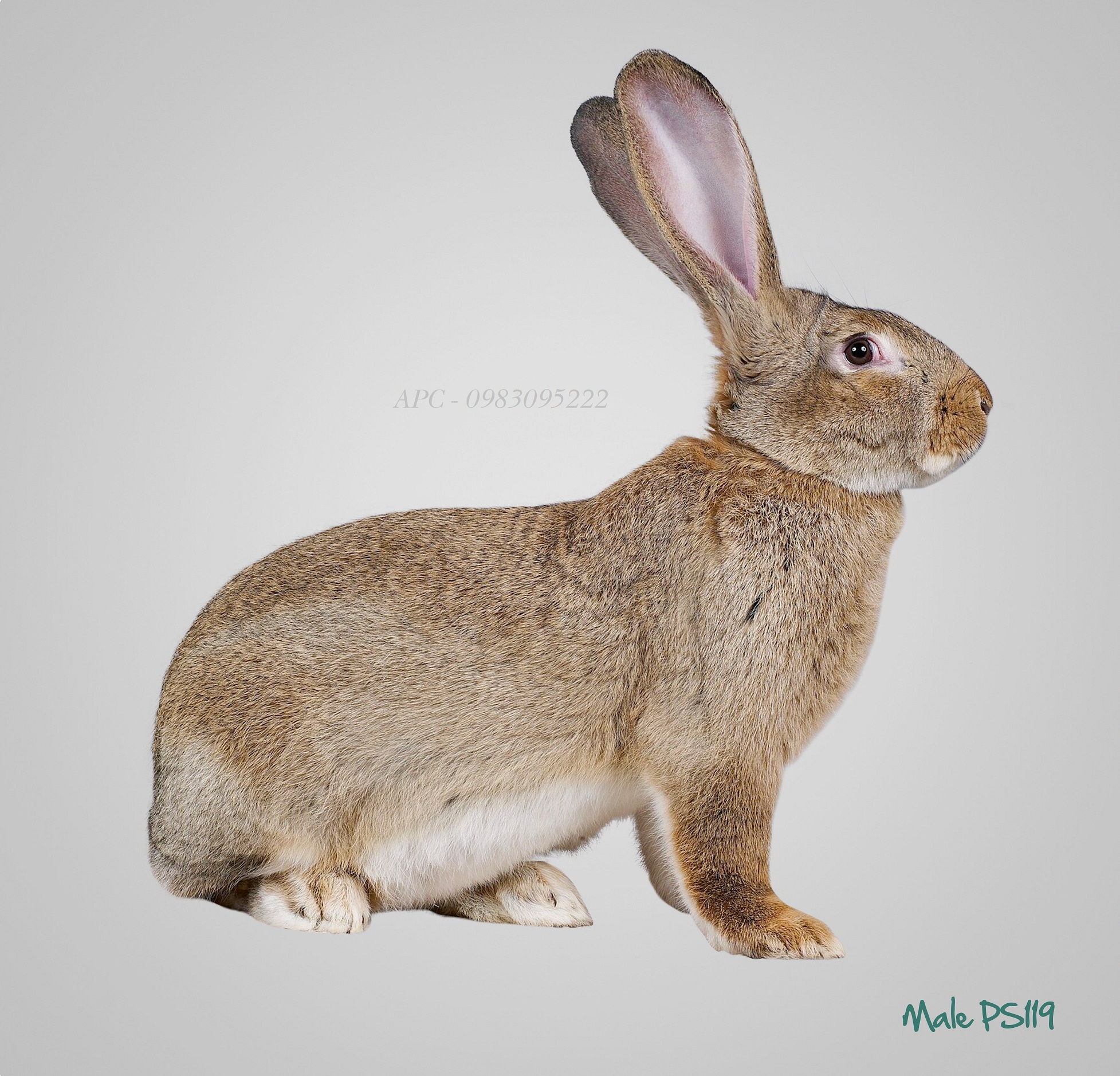 THỎ HYPHARM THỎ HYPHARM