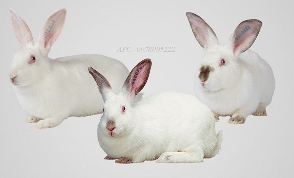 THỎ HYPHARM THỎ HYPHARM