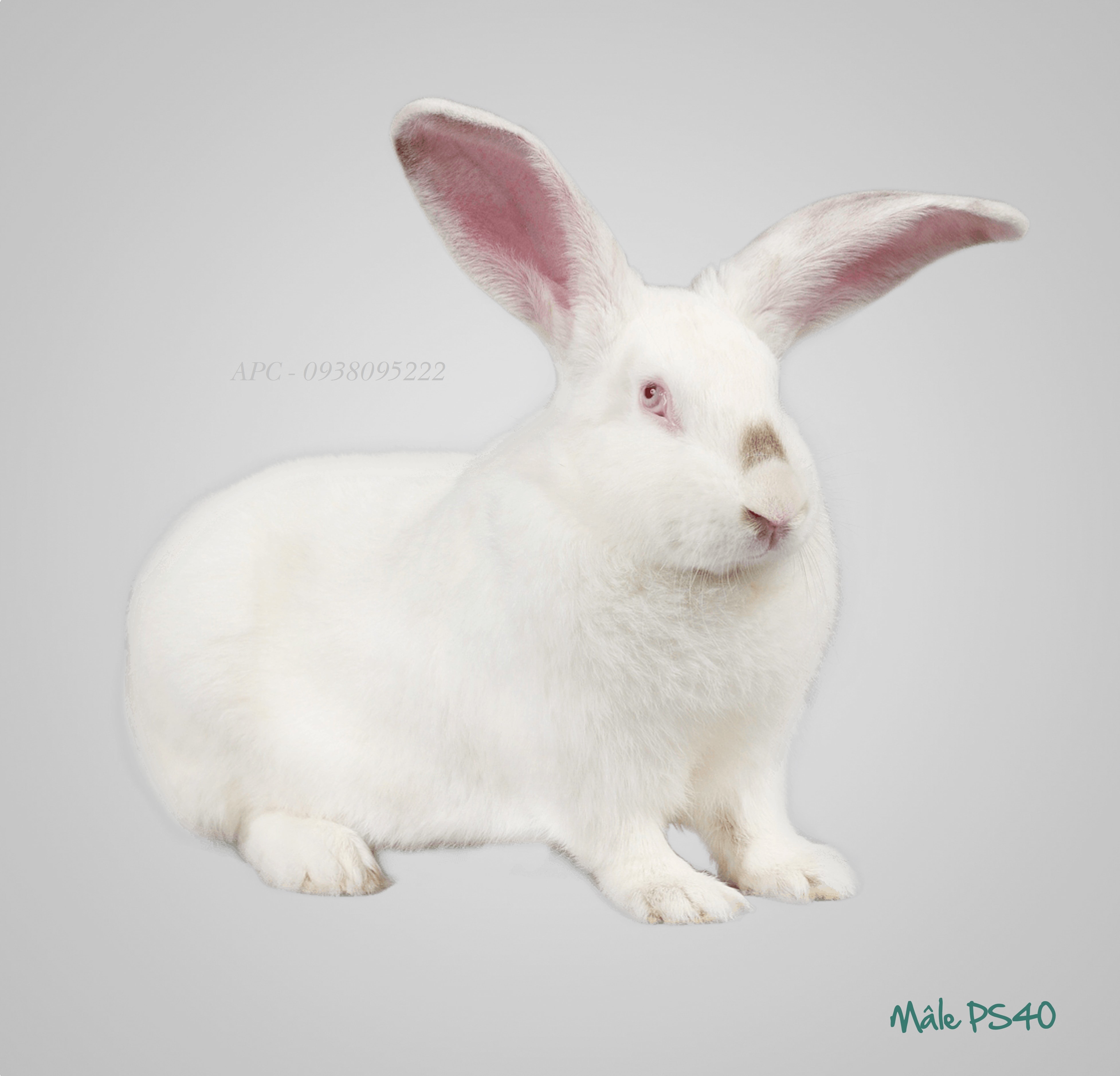 THỎ HYPHARM THỎ HYPHARM