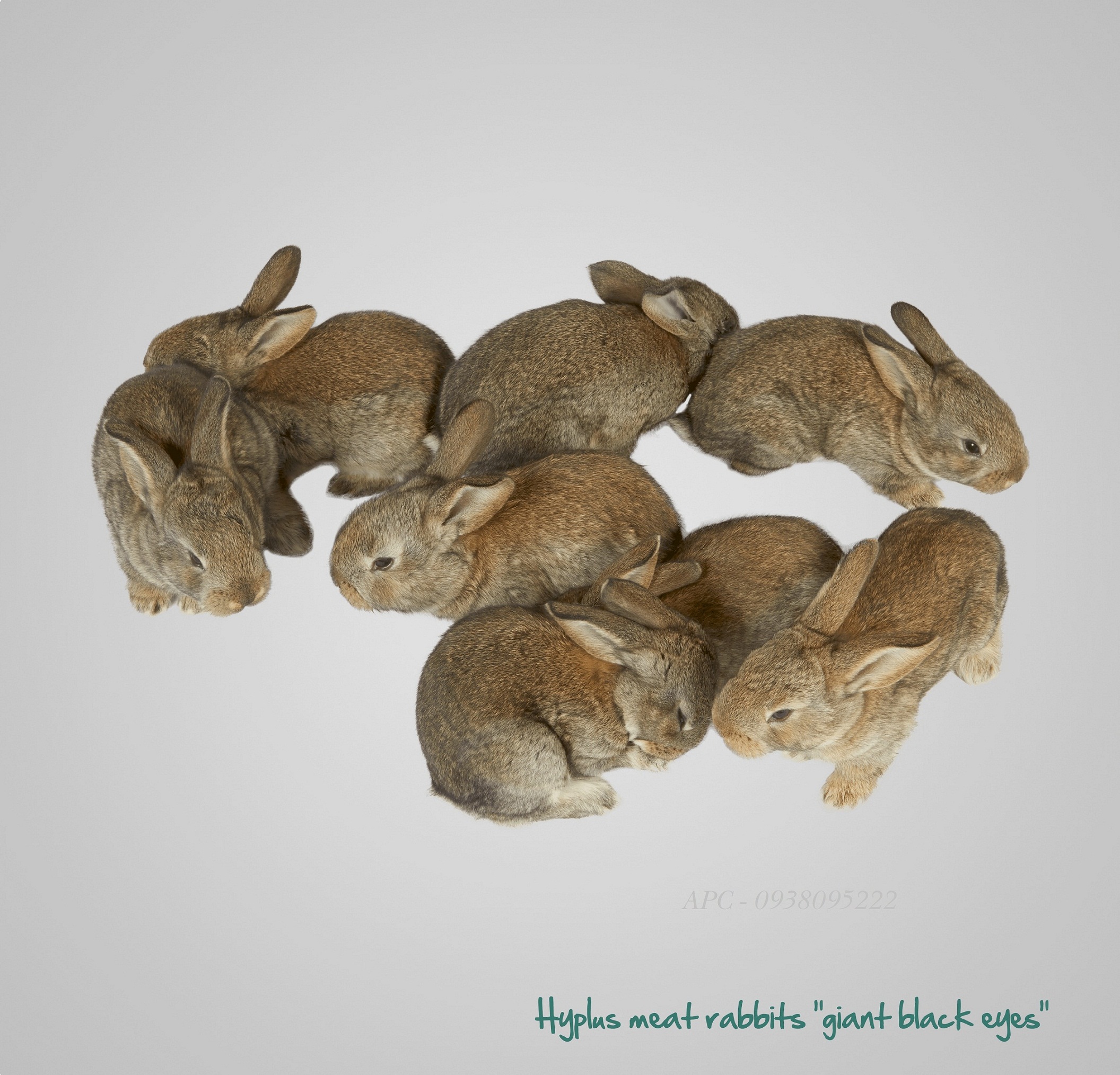 THỎ HYPHARM THỎ HYPHARM