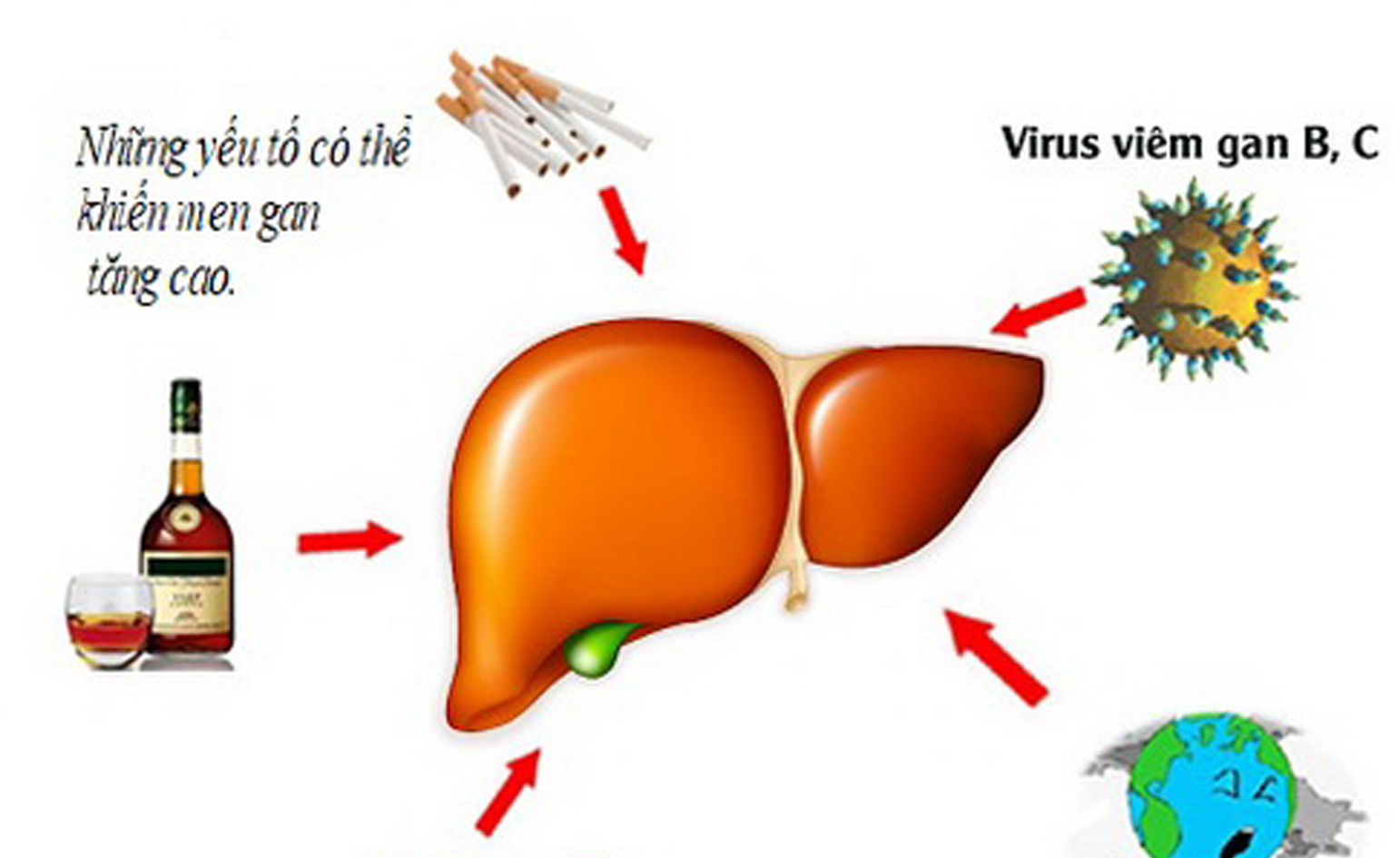 Men gan cao và cách giảm không cần thuốc (Y học thường thức)