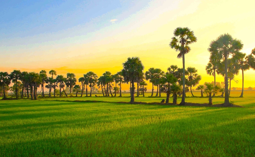 Cánh đồng thốt nốt An Giang – Vẻ đẹp biểu tượng miền Bảy Núi