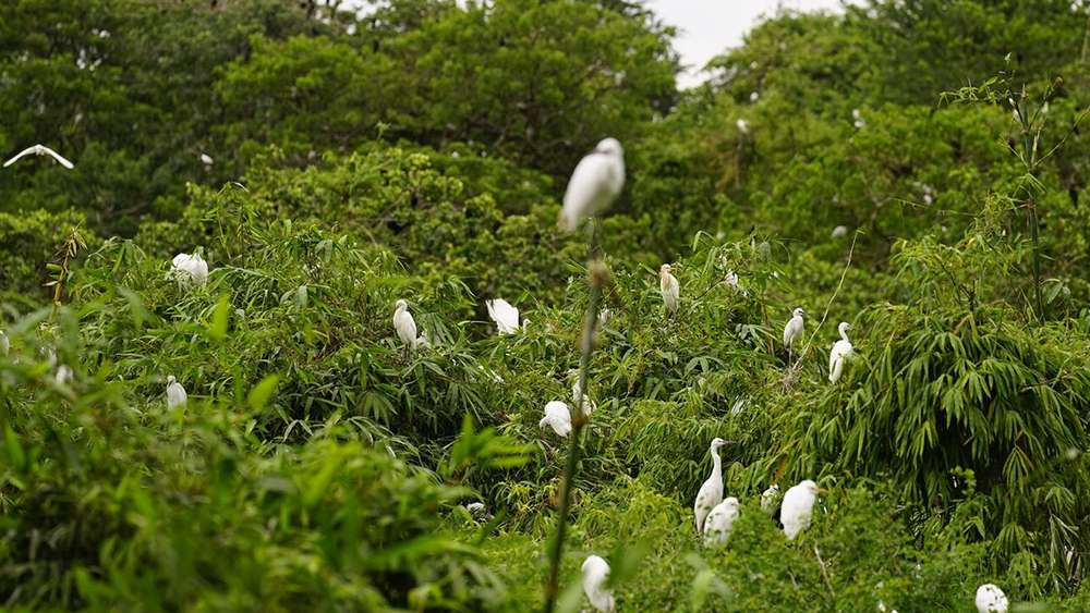 Vườn cò Tân Long – Điểm ngắm cò giữa thiên nhiên hoang sơ Sóc Trăng