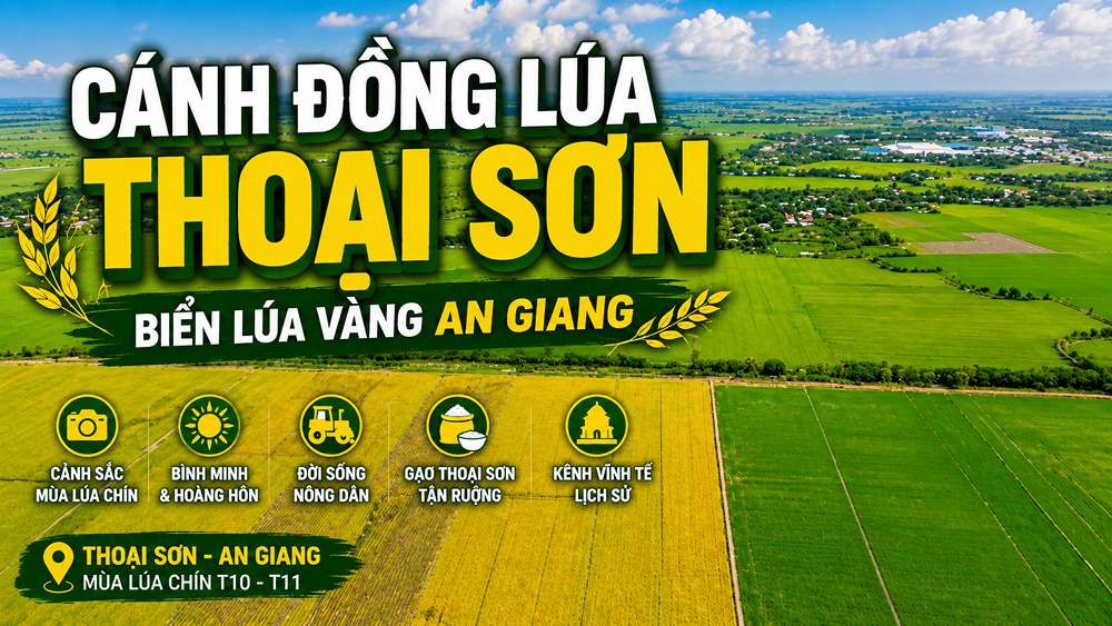 Cánh Đồng Lúa Thoại Sơn: Đi Tháng 10-11 Lúa Vàng
