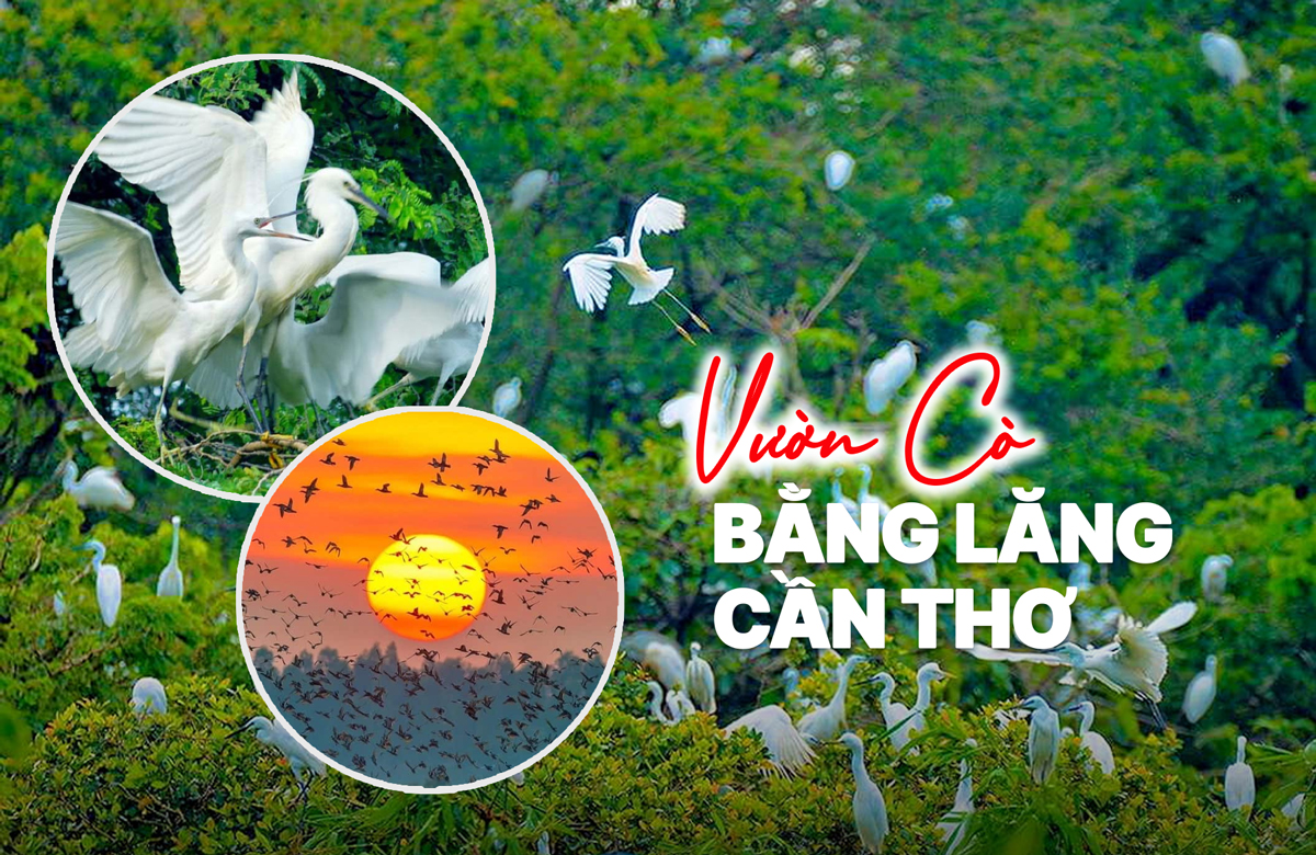 Vườn Cò Bằng Lăng Cần Thơ - Thiên đường chim trời
