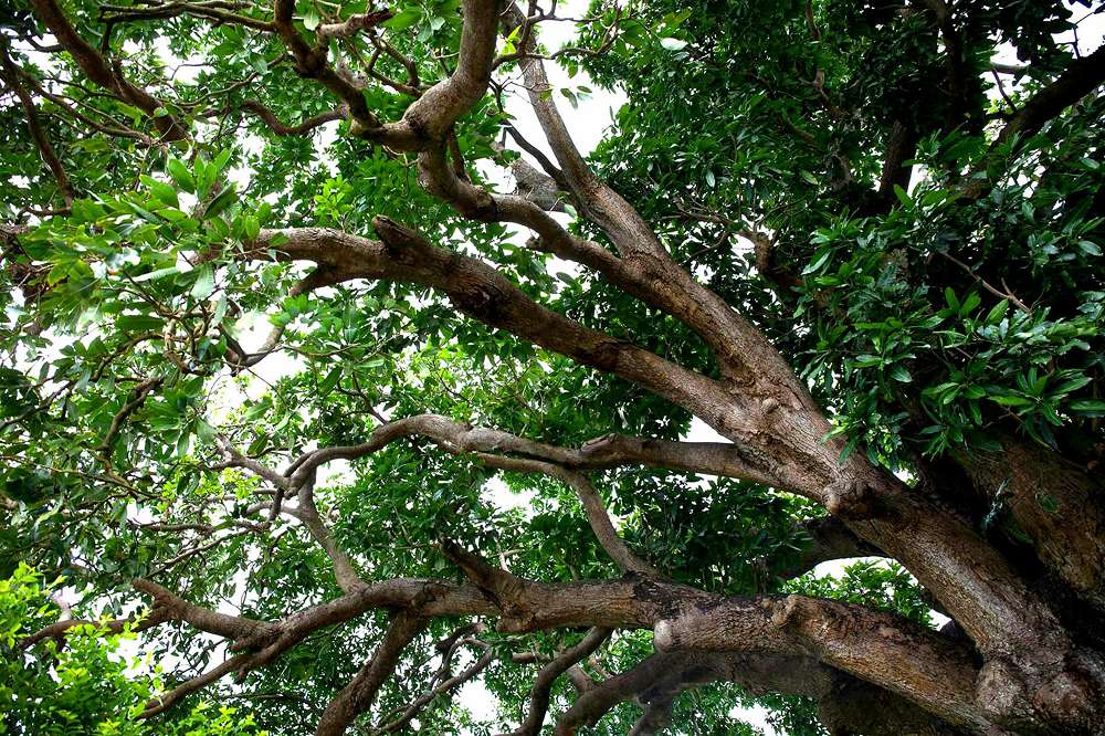 Vườn nhãn cổ Bạc Liêu – Điểm du lịch miệt vườn trăm năm tuổi