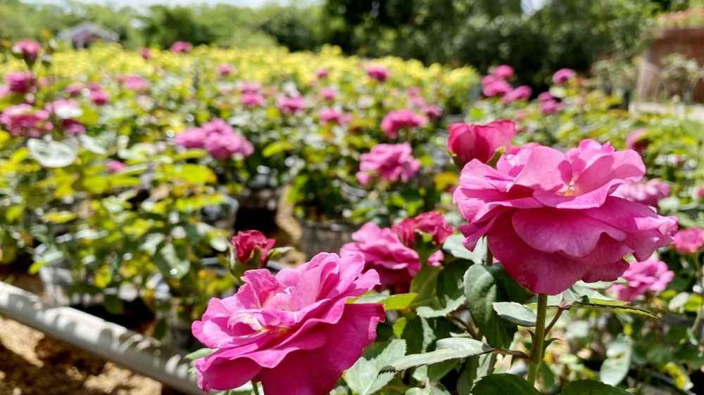 Các giống hồng nổi bật tại Vườn hồng Tư Tôn