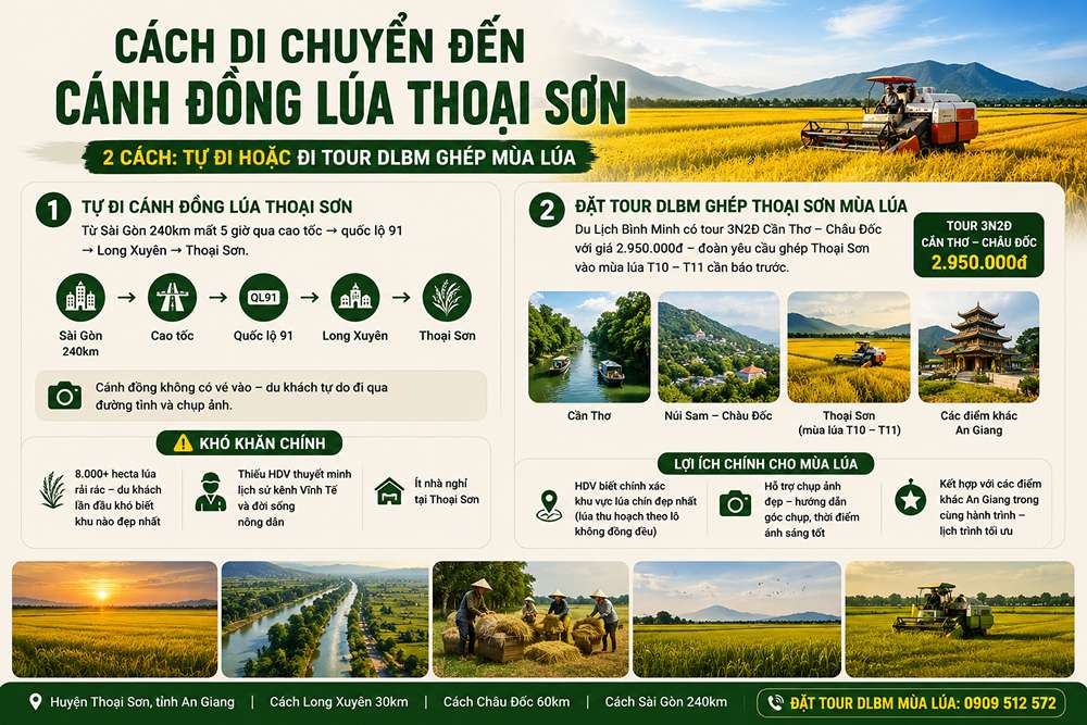 Cánh đồng lúa Thoại Sơn có gì đặc trưng?