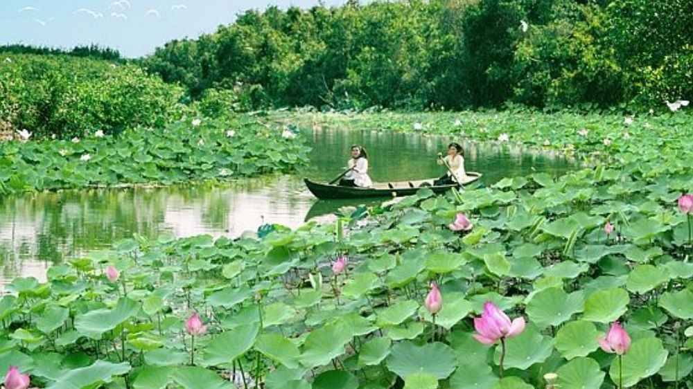 Chèo xuồng giữa đồng sen và ruộng lúa ngập nước
