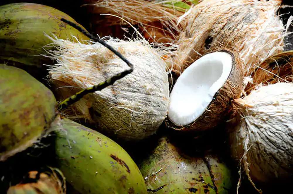 Chọn dừa để làm kẹo dừa