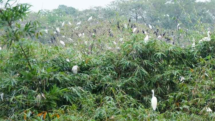 Chụp ảnh thiên nhiên và chim trời