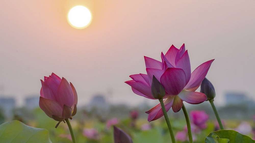 Nét đẹp của sen vào buổi sáng sớm