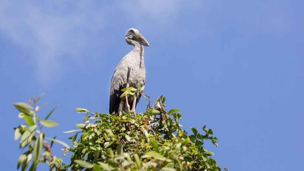 Hệ động vật và các loài chim sinh sống tại Gáo Giồng
