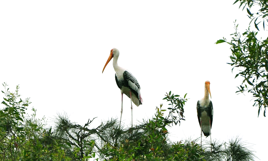 Khu sinh thái Đồng Tháp Mười