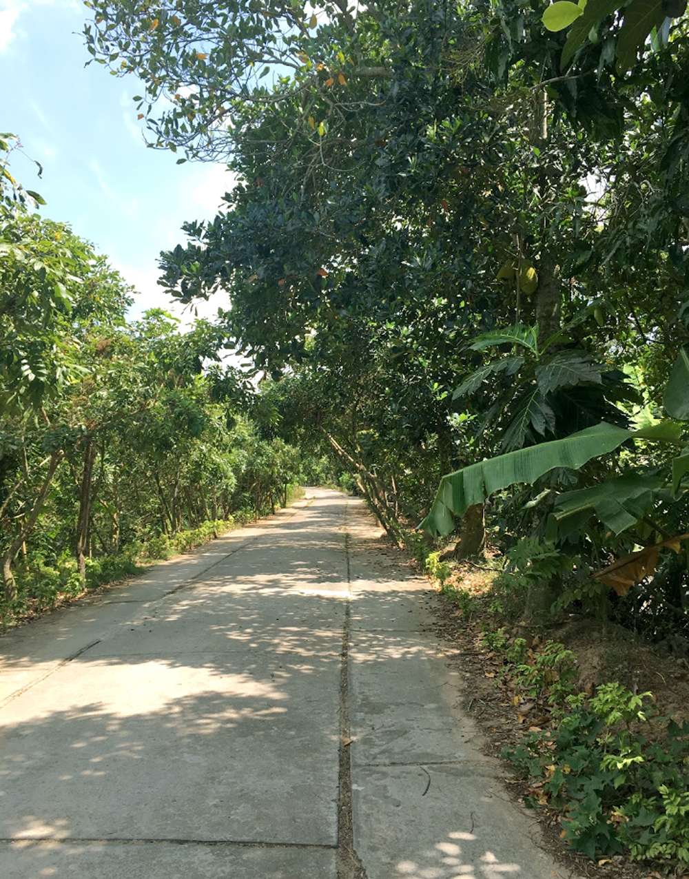 Khung cảnh miệt vườn xanh mát