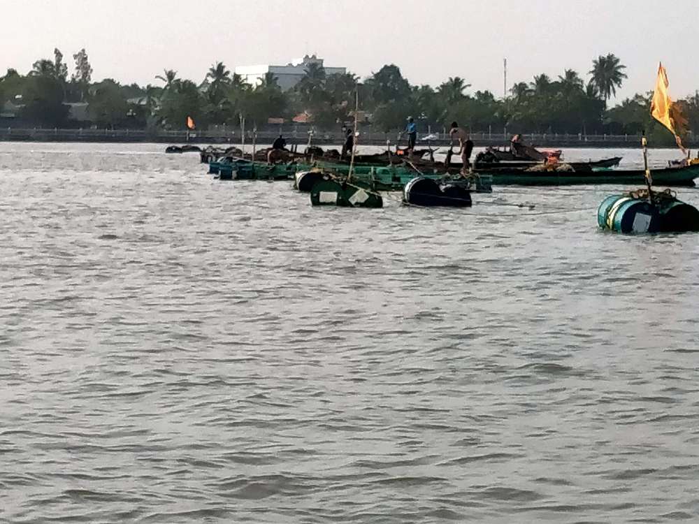 Làng bè cá trên sông Cổ Chiên